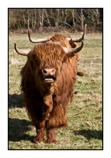 VACHE_004