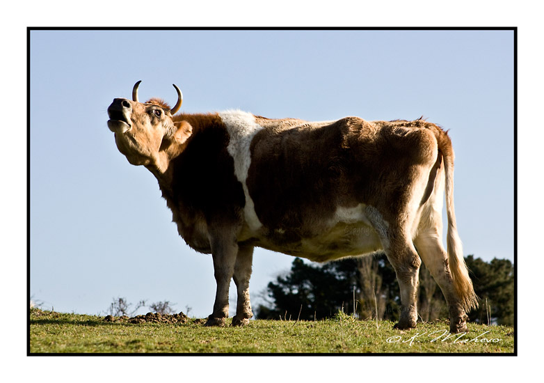 VACHE_006