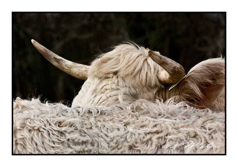 VACHE_007