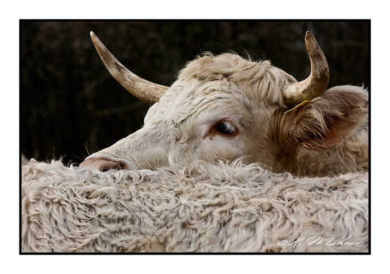VACHE_008