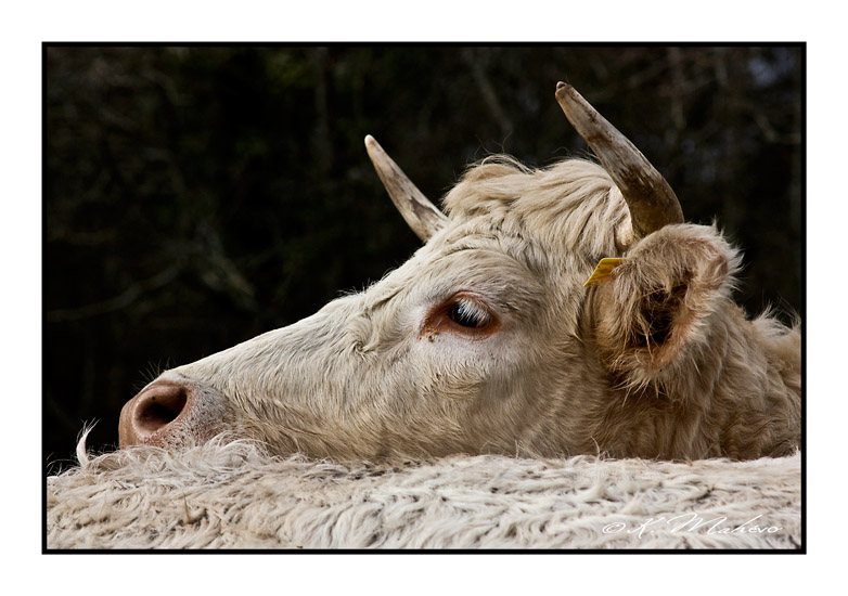 VACHE_009