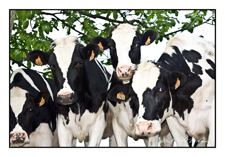 VACHE_011