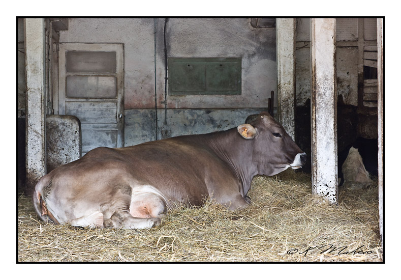 VACHE_012