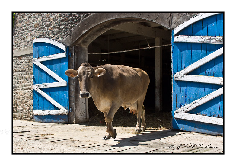 VACHE_013