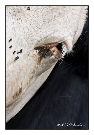 VACHE_014