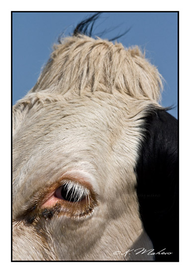 VACHE_015
