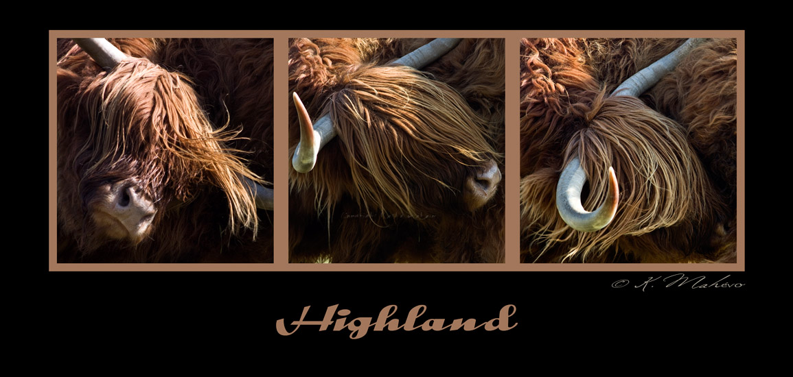 vache highlands