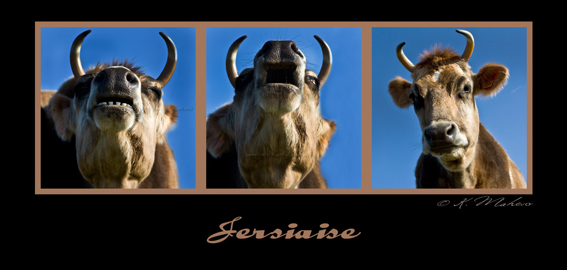 vache jersiaise