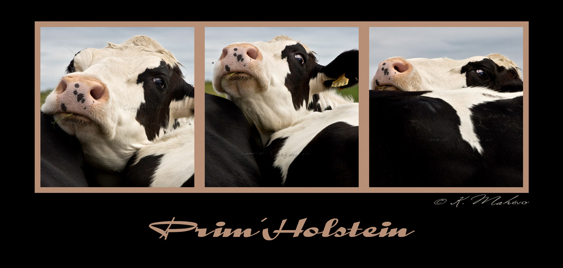 vache Prim'Holstein